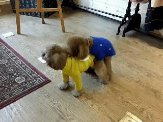 关于养泰迪狗的知识,都说养宠物的人情商高温柔体贴