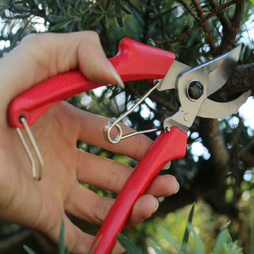 黑松造型制作教程黑松怎么修剪,12月份能对黑松蜡头进行修剪吗