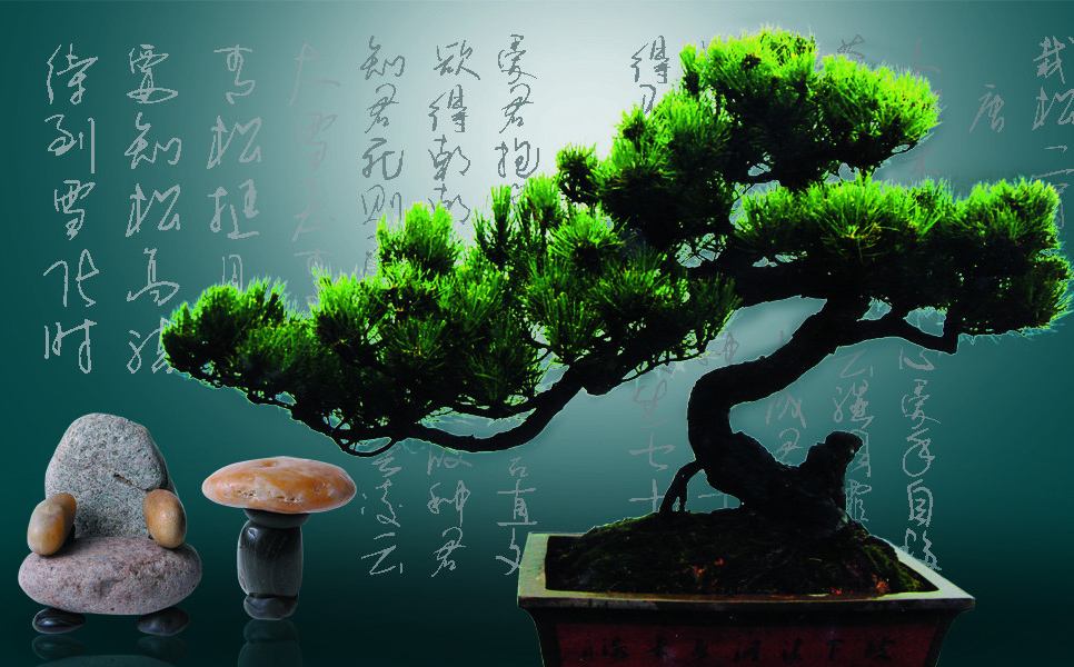 黑松造型制作教程黑松怎么修剪,12月份能对黑松蜡头进行修剪吗