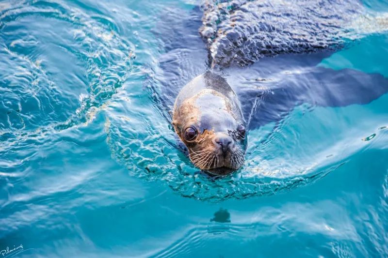 大连富力希尔顿度假酒店,大连希尔顿酒店图片大全