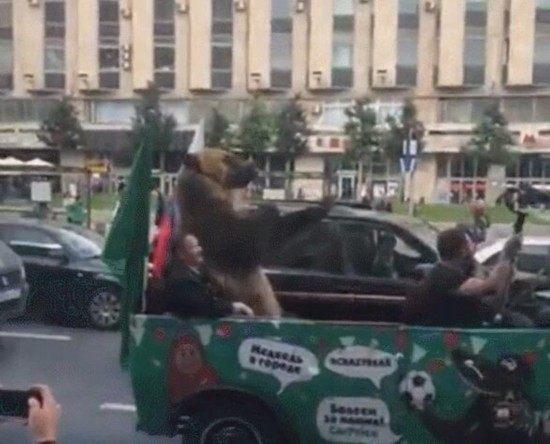 俄罗斯熊搞笑名场面,奇闻趣事之俄罗斯