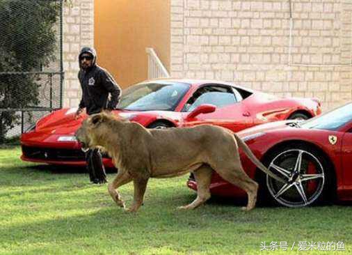 足球专业术语一览表,足球的一些专业术语