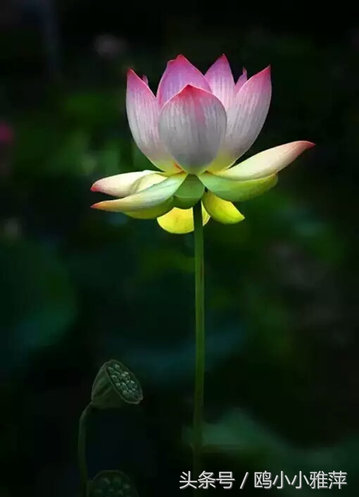 什么是红颜和蓝颜知己文字版,红颜蓝颜知己专属称号