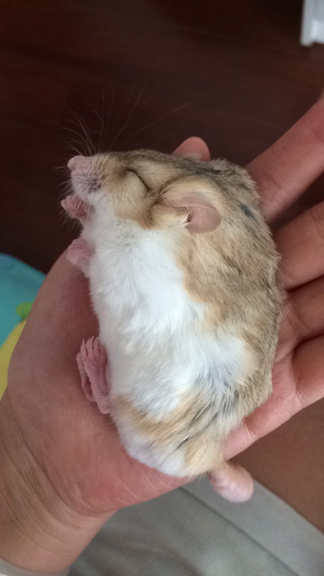 仓鼠各个睡觉姿势解析,解读仓鼠各种睡姿