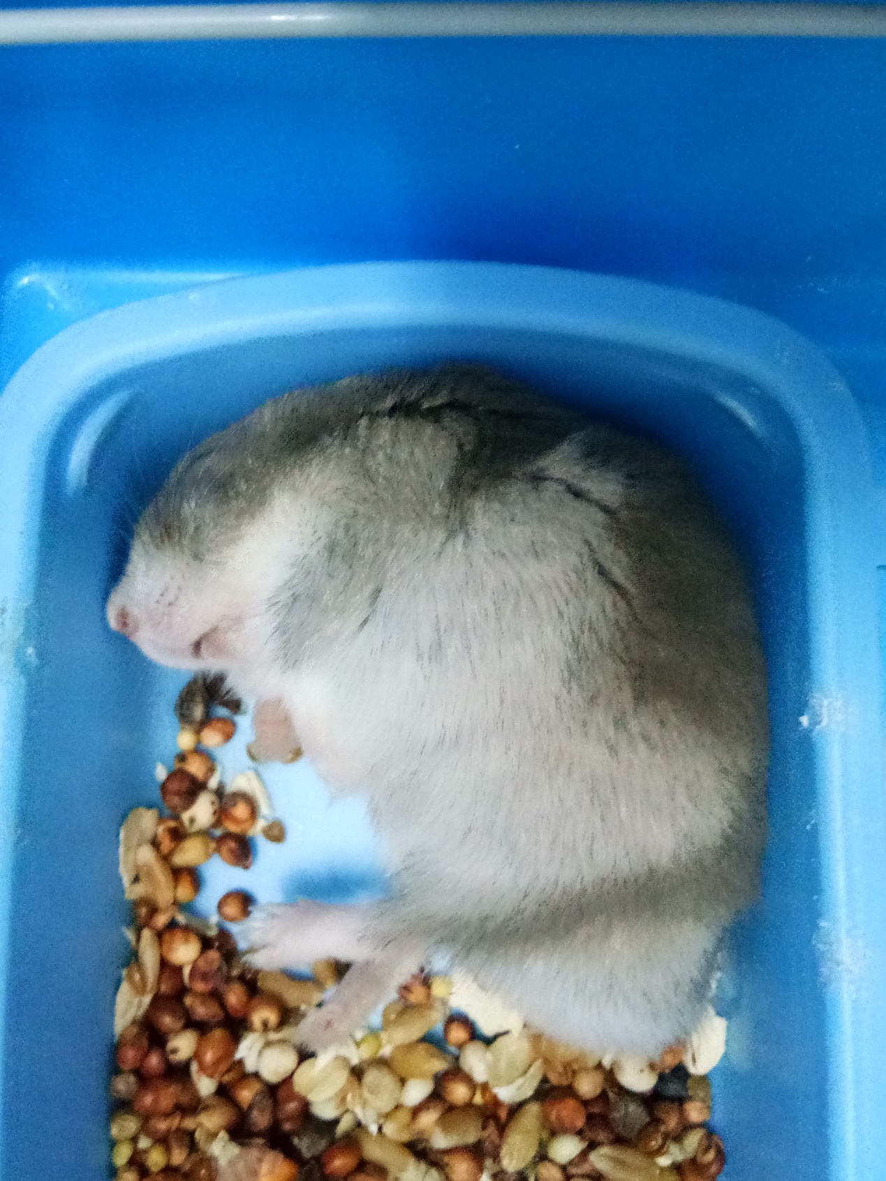 仓鼠各个睡觉姿势解析,解读仓鼠各种睡姿