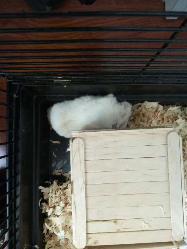 仓鼠各个睡觉姿势解析,解读仓鼠各种睡姿