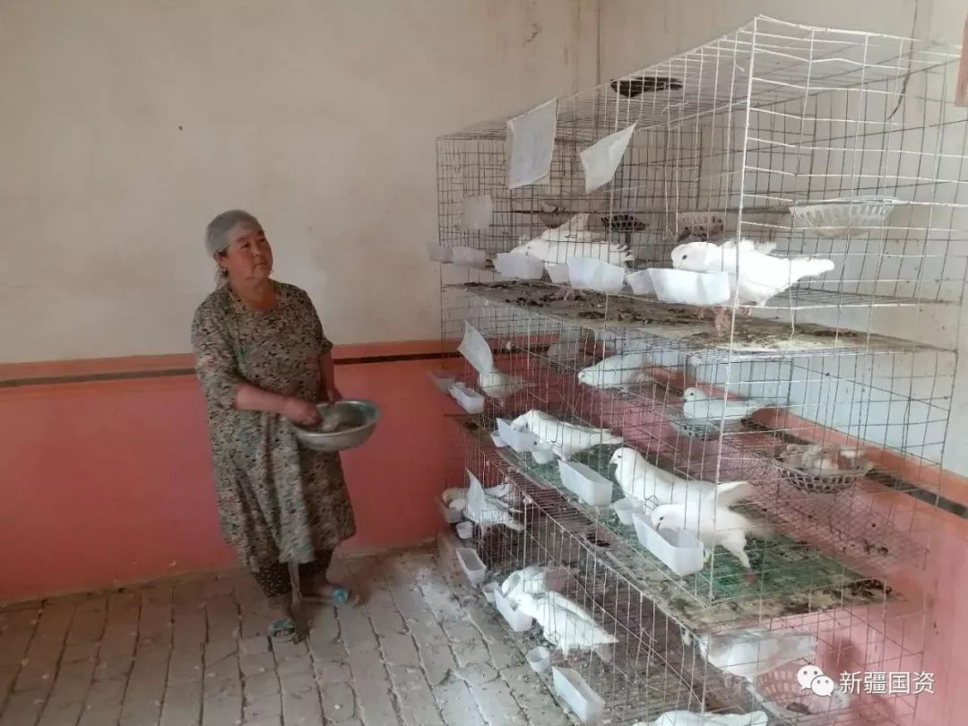 以鸽为梦助力脱贫,科学养鸡助力脱贫攻坚