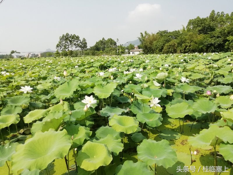 贵港市荷花最佳观赏时间,广西贵港梵塘报恩禅寺