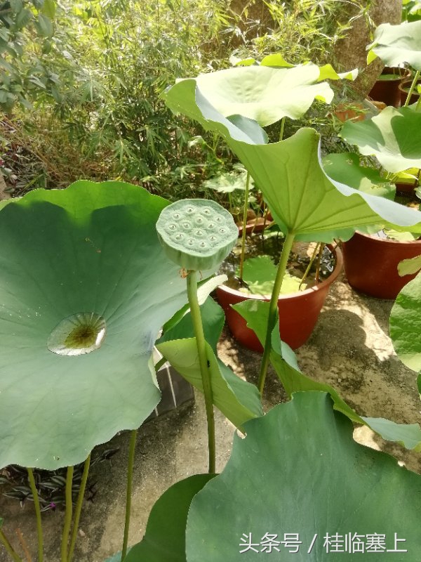 贵港市荷花最佳观赏时间,广西贵港梵塘报恩禅寺