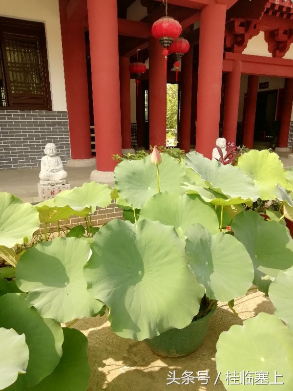 贵港市荷花最佳观赏时间,广西贵港梵塘报恩禅寺