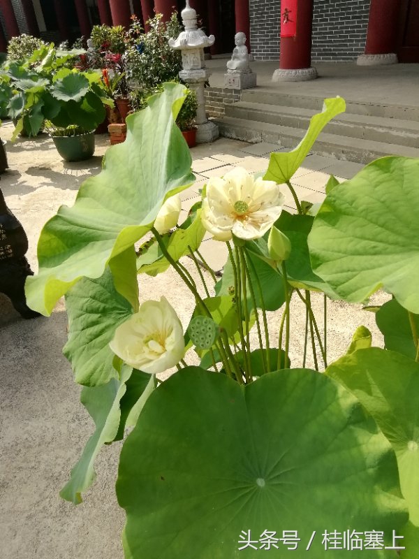 贵港市荷花最佳观赏时间,广西贵港梵塘报恩禅寺