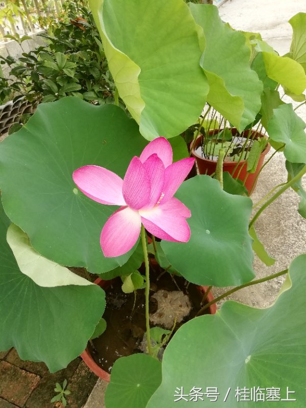 贵港市荷花最佳观赏时间,广西贵港梵塘报恩禅寺