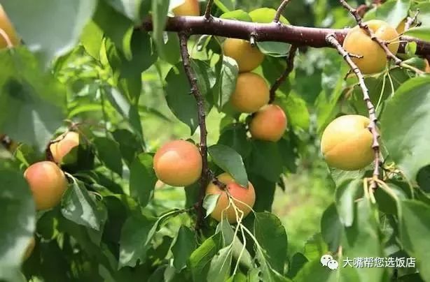 大连自驾游的游记,大连近郊游自驾推荐