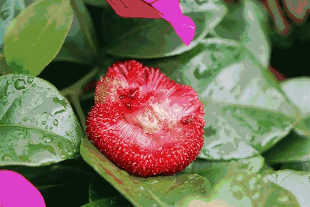 如何让杨梅里的虫子快速除去,杨梅有虫子视频新闻大求真