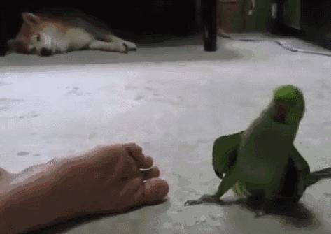 为什么每个人脚的味道不一样,为什么两只脚味道不一样