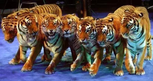 周至县大马戏,俄罗斯传奇大马戏简介