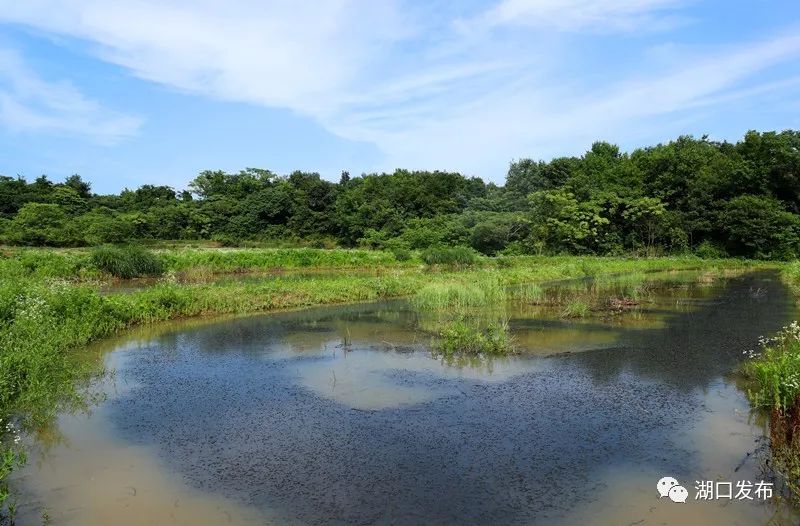 江西九江湖口龙虾养殖基地,湖口文泰村五分田龙虾养殖