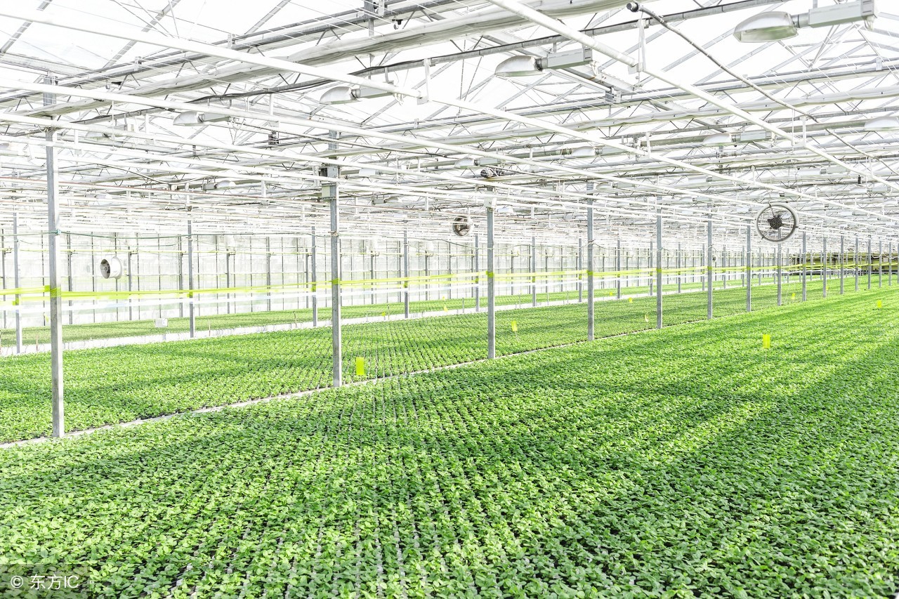 温室蔬菜大棚建设注意事项,温室大棚和普通大棚有什么不一样