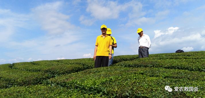 商机处理基本步骤,白叶茶培育