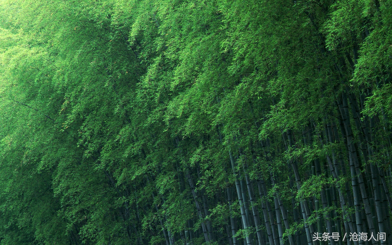 卧虎藏龙背景音乐古典音乐,卧虎藏龙竹林背景音乐