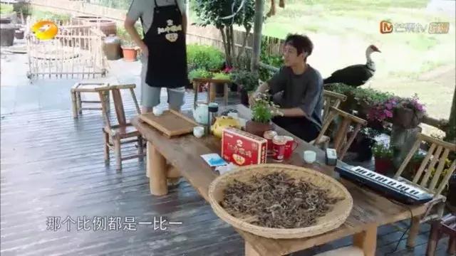 向往的生活被黄磊怼的女生,和黄磊一起参加向往的生活