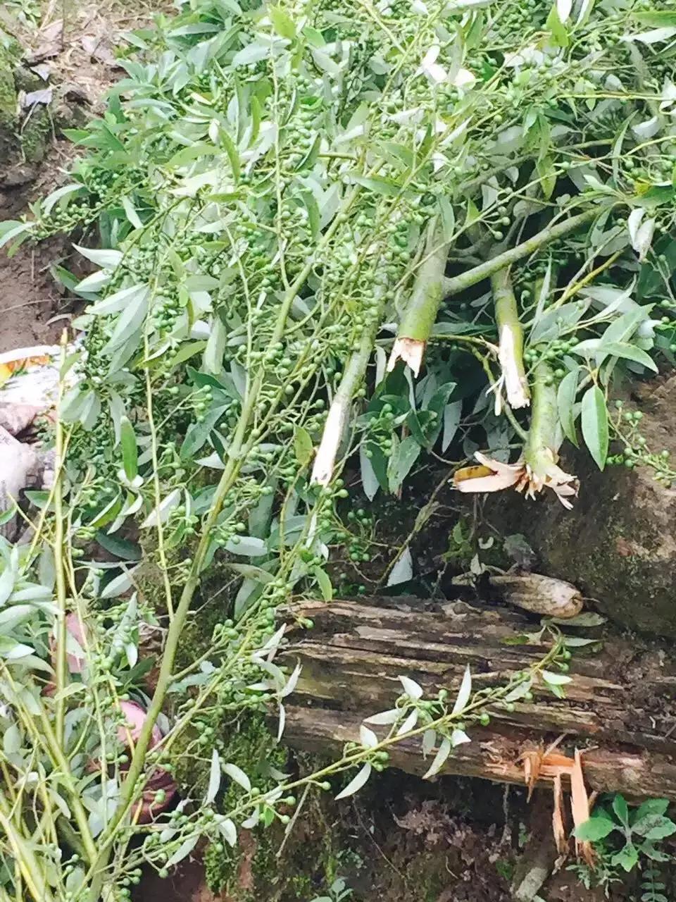 云南滇菜第一人,云南佤菜