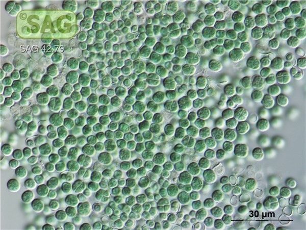 近四十年科学家对火星的新研究,近30年科学家对火星研究的新发现