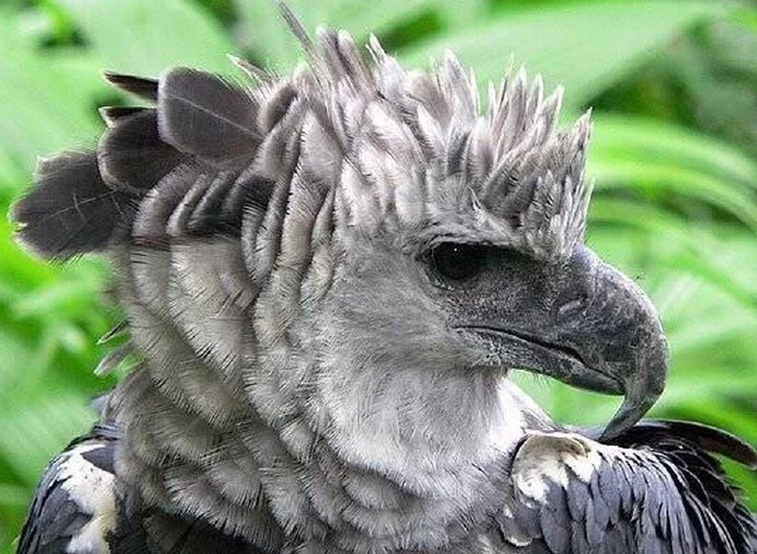 男生邀请奶奶走毕业红毯：她从小照顾我，最辛苦功劳最大