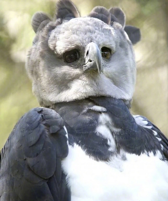 男生邀请奶奶走毕业红毯：她从小照顾我，最辛苦功劳最大