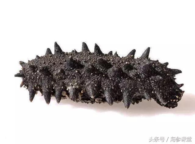 贵的海参和便宜的海参区别在哪里,南方海参和北方海参区别