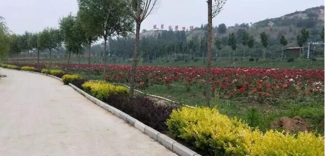 夏天邹平游玩,五一邹平去哪玩