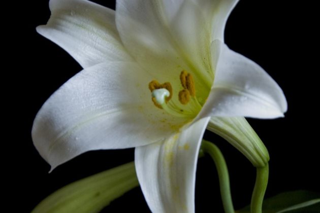 香水百合秋天怎么处理,香水百合种球如何救活