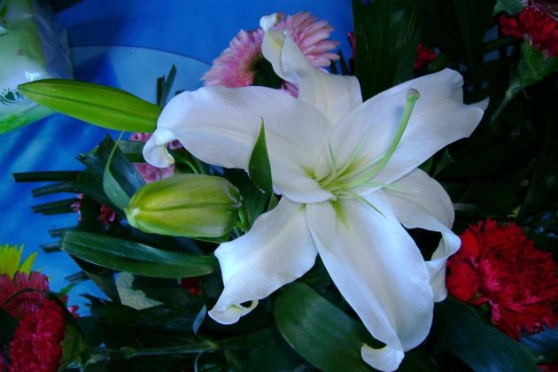 香水百合秋天怎么处理,香水百合种球如何救活