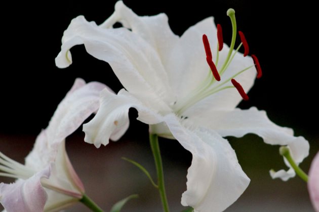 香水百合秋天怎么处理,香水百合种球如何救活