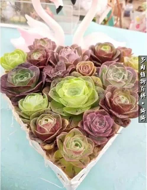 一路繁花多肉,多肉玫瑰园一路繁花