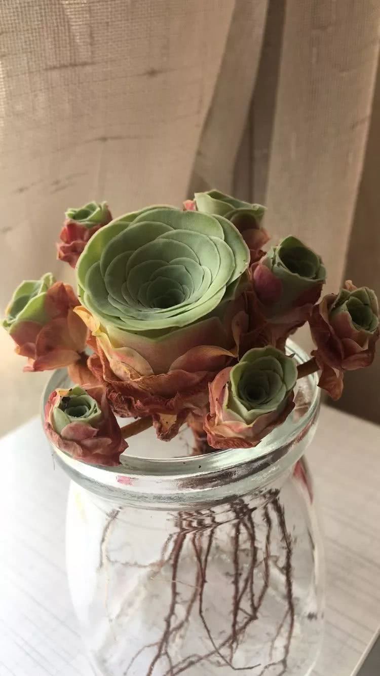 一路繁花多肉,多肉玫瑰园一路繁花