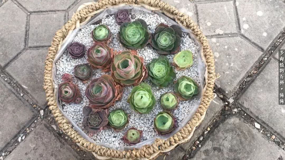 一路繁花多肉,多肉玫瑰园一路繁花