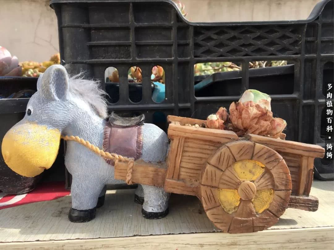 一路繁花多肉,多肉玫瑰园一路繁花