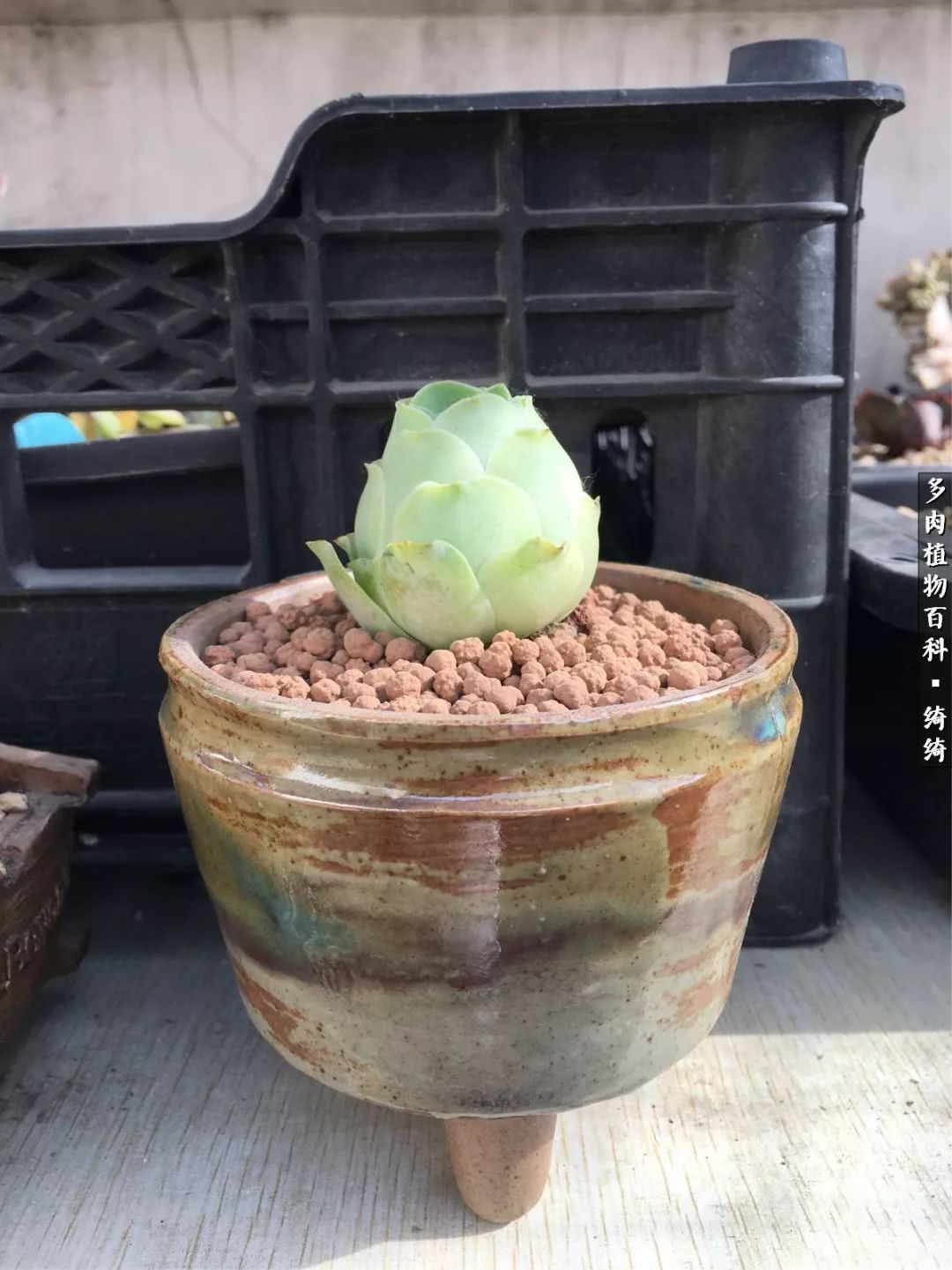 一路繁花多肉,多肉玫瑰园一路繁花