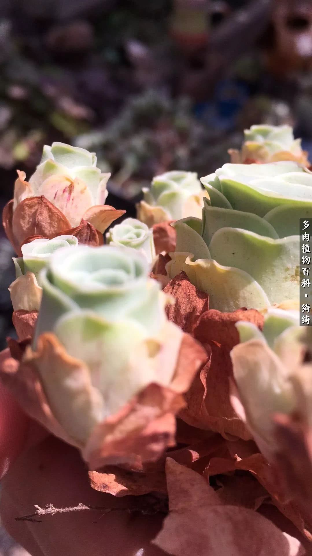 一路繁花多肉,多肉玫瑰园一路繁花