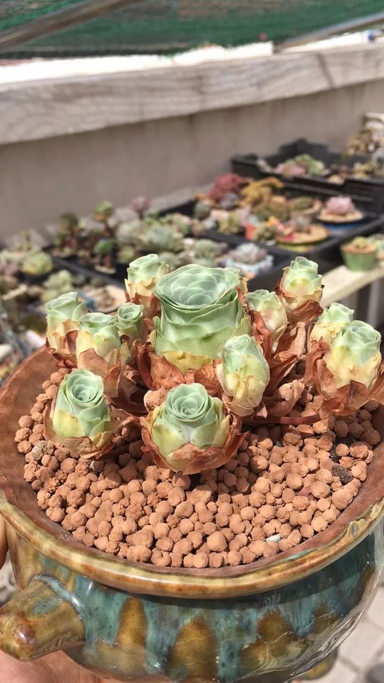 一路繁花多肉,多肉玫瑰园一路繁花