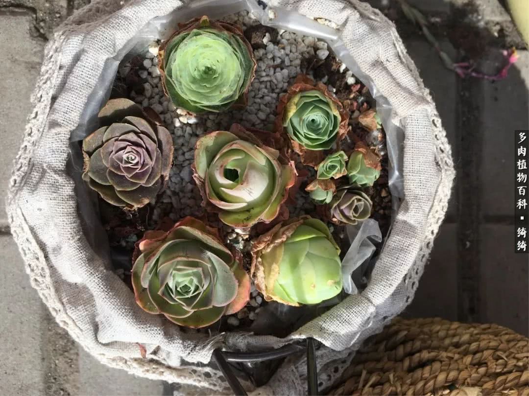 一路繁花多肉,多肉玫瑰园一路繁花