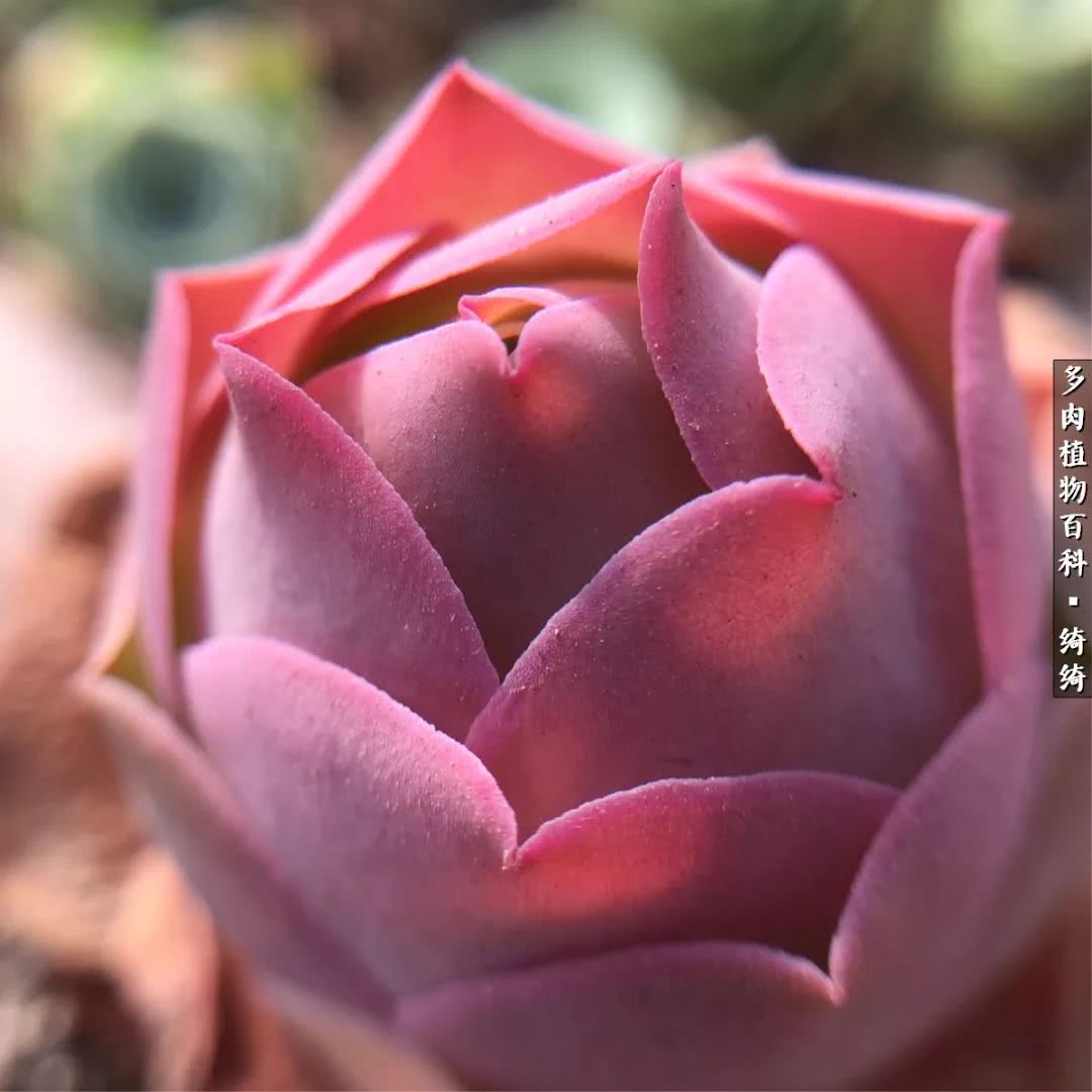 一路繁花多肉,多肉玫瑰园一路繁花