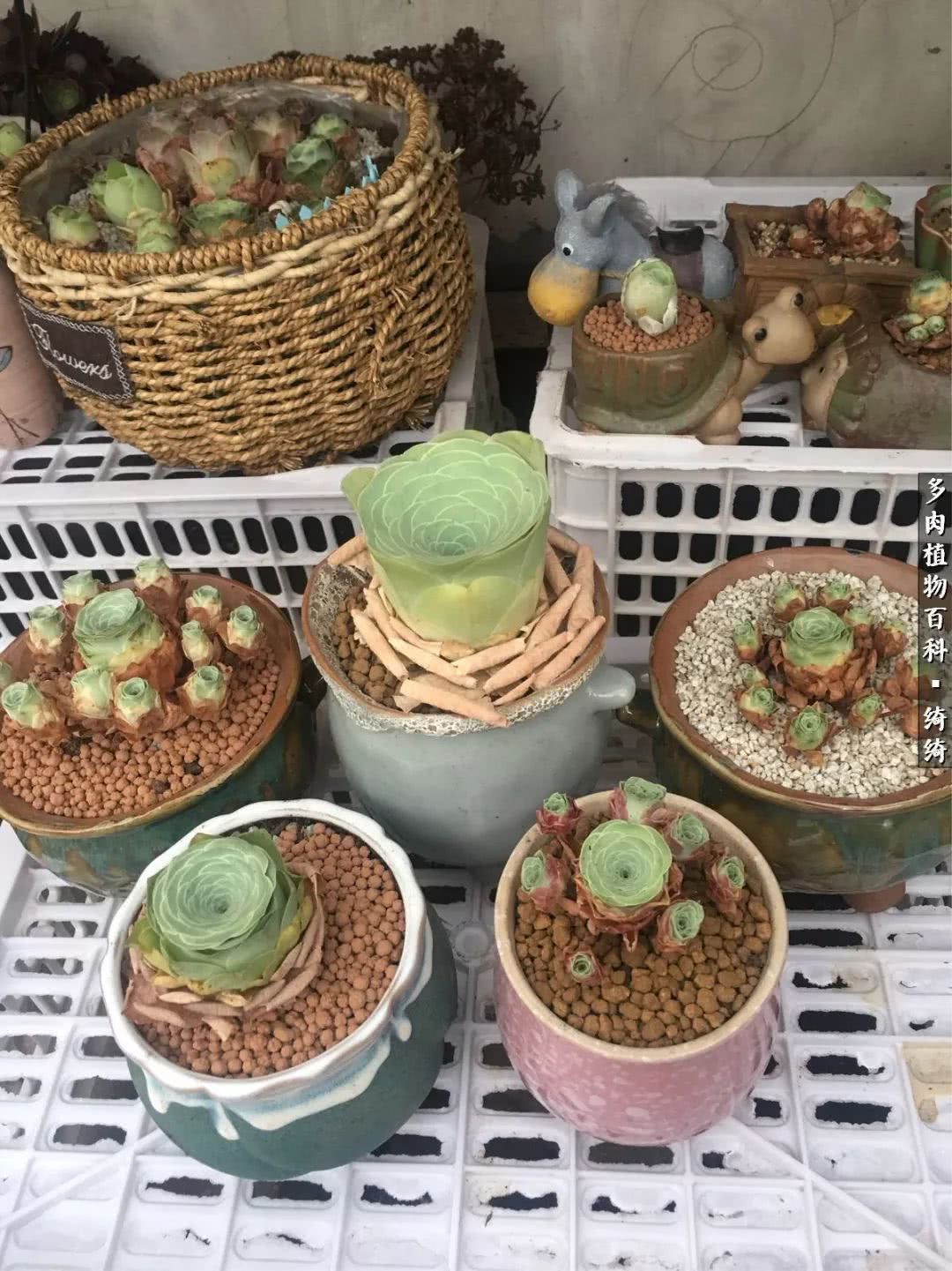 一路繁花多肉,多肉玫瑰园一路繁花