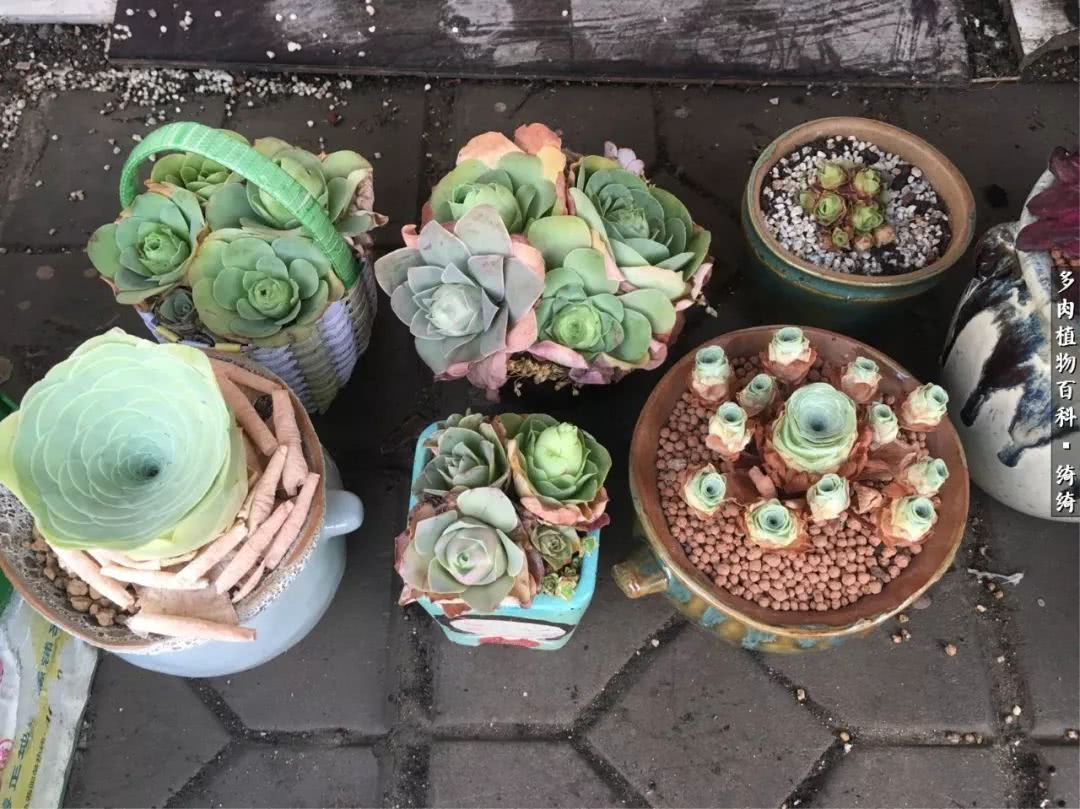 一路繁花多肉,多肉玫瑰园一路繁花