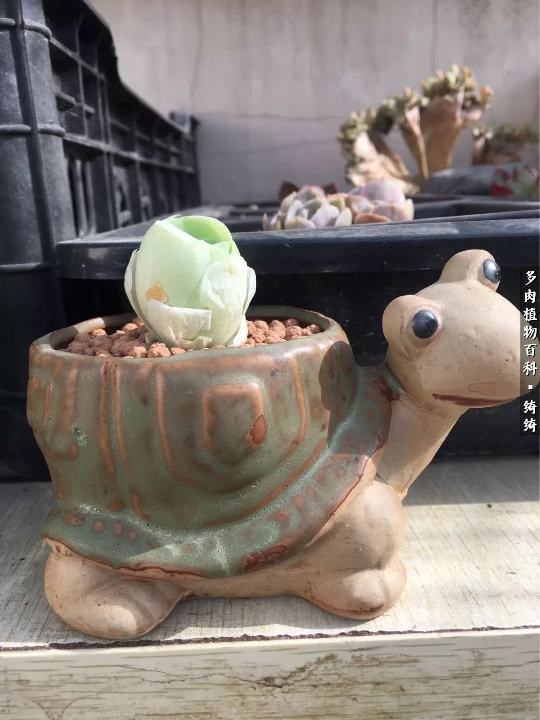 一路繁花多肉,多肉玫瑰园一路繁花