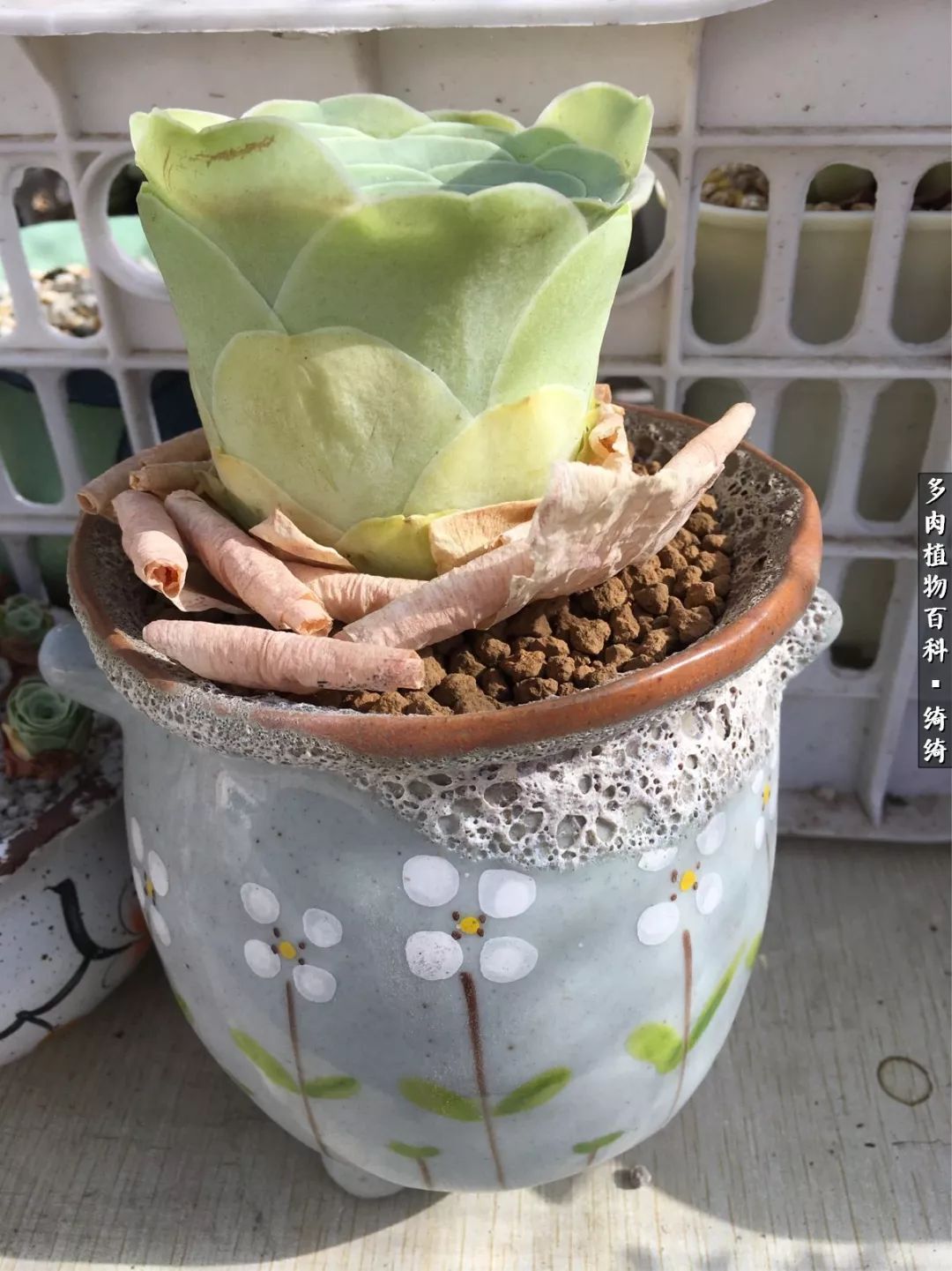 一路繁花多肉,多肉玫瑰园一路繁花