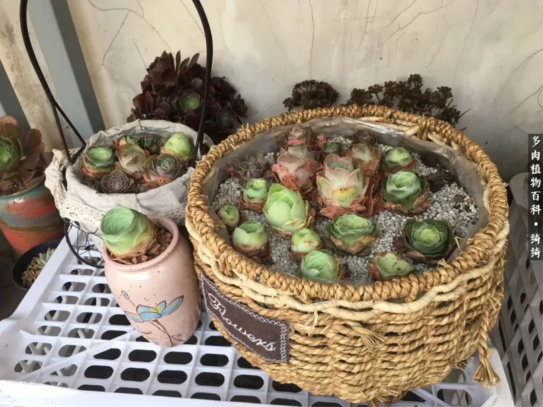 一路繁花多肉,多肉玫瑰园一路繁花