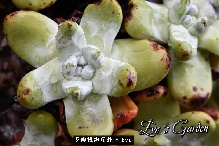 仙女杯多肉夏天大量消耗叶片,多肉植物拇指仙女杯