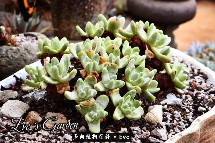 仙女杯多肉夏天大量消耗叶片,多肉植物拇指仙女杯